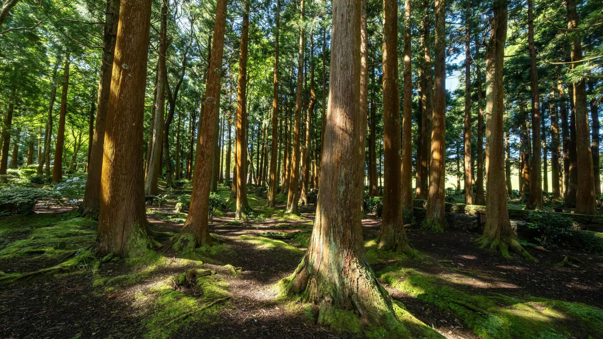 Foresta con alberi alti e muschio sul terreno, simbolo della tutela della biodiversità e degli ecosistemi naturali